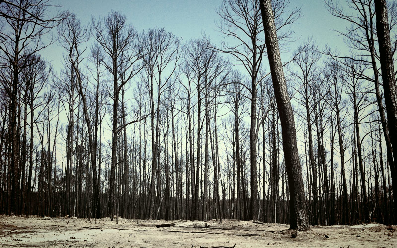 Bastrop Fires